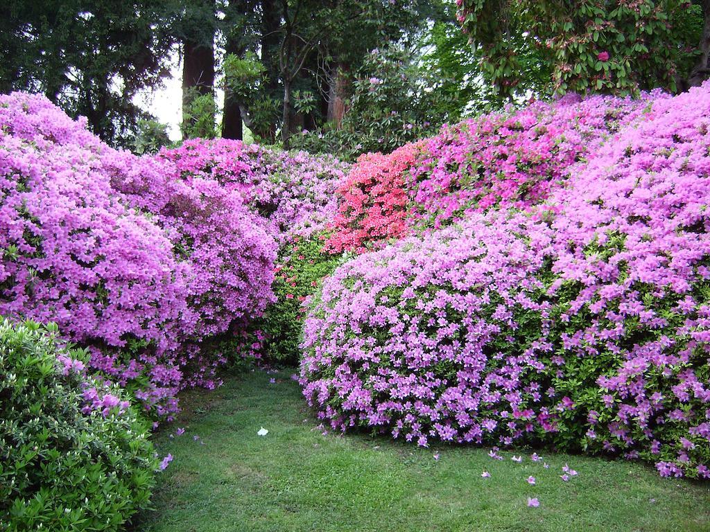 Cadenabbia Charming Glicine And Azalea House Art And Colour With Lakeview חדר תמונה